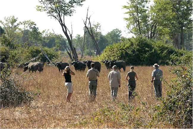 Walking safari and buffalos
