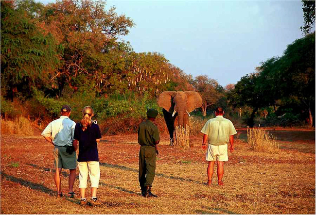 Elephant viewing on foot