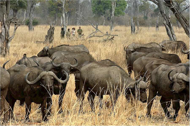 Observing a buffalo herd on foot