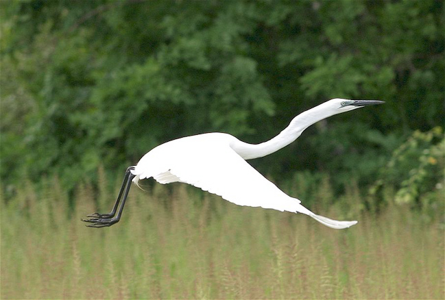 Great egret takes to the air