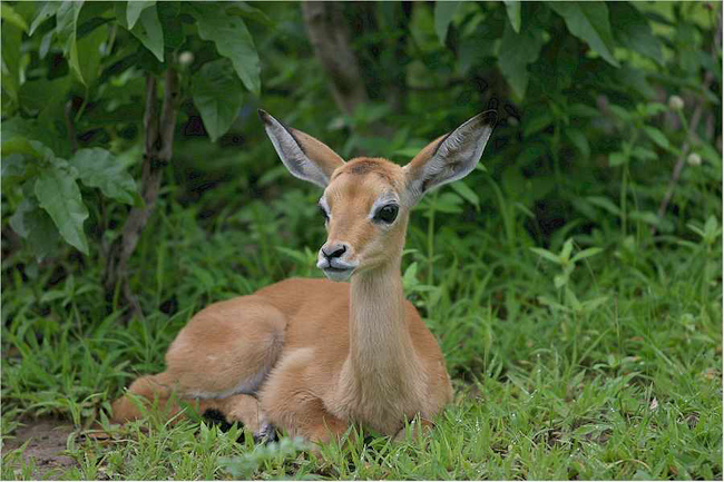 Baby impala