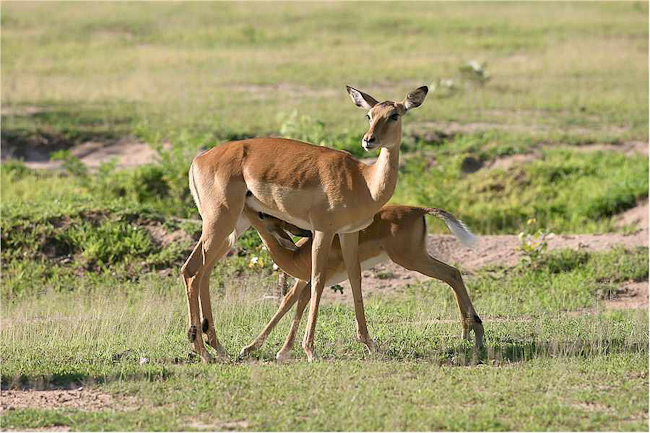 Impala nursing