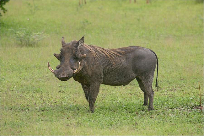 Male Warthog