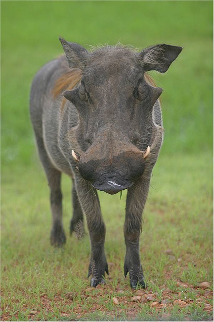 Warthog staredown