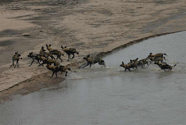 Pack of African wild dogs crosses the river