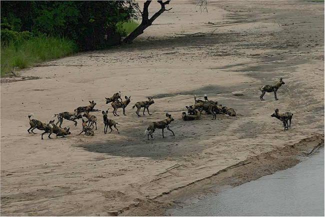 Nice pack of wild dogs on the riverbank