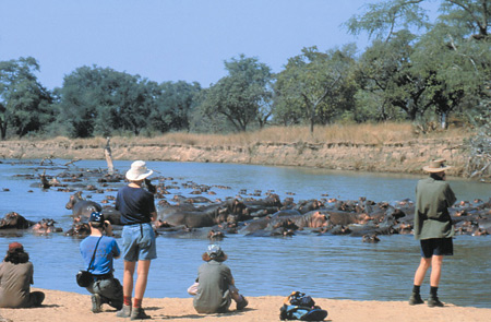 The Luangwa river supports a very large hippo population