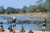 The Luangwa river supports a very large hippo population