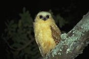 A Pel's Fishing Owl is a special sighting at Mwaleshi Camp