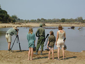 Photographing hippos in the Luangwa River, Zambia