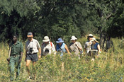 All safaris at Mwaleshi are on foot as there are no roads