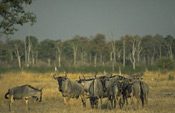 A herd of Wildebeests in the Luangwa Valley, Zambia