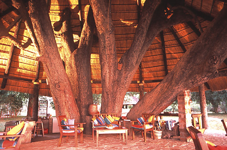 Nkwali Camp, Main area under an Ebony Tree, South Luangwa