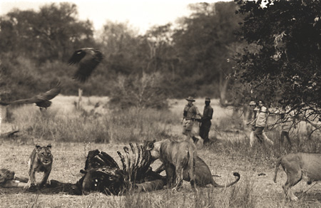 Lions on a kill, South Luangwa National Park, Zambia