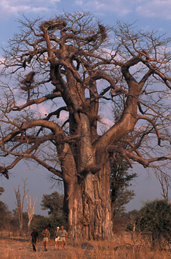 Baobab tree and walking safari, Nkwali Camp, Zambia