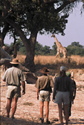 Giraffes and walking safari, Nkwali Camp, South Luangwa