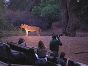 Night drive and lioness, Nkwali Camp, South Luangwa