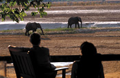 Elephants on the river bank, Nkwali Camp, South Luangwa