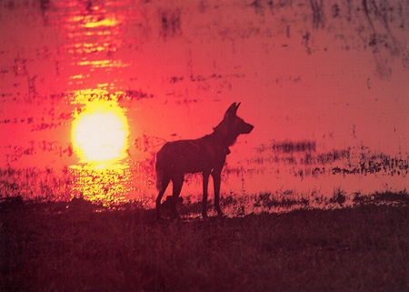 An African Wild Dog silhouetted against a floodplain in South Luangwa, Zambia