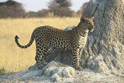 A leopard pauses beside a termite mound, Puku Ridge