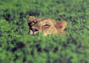 A lioness in thick vegetation, South Luangwa, Zambia