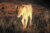 A lioness strolling in the Luangwa Valley, Zambia