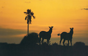 A pair of zebras silhouetted against the evening sky