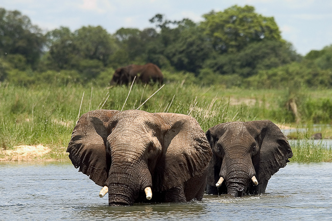 Elephants crossing the Zambezi River