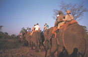 Elephant-back Safari