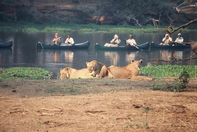 Canoeing with Lions
