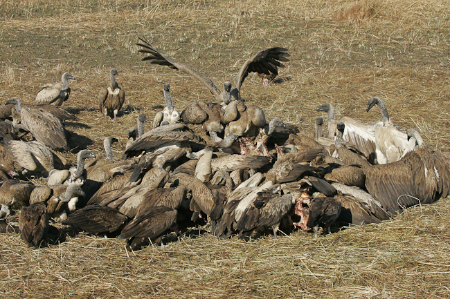 White-backed Vultures on a carcass