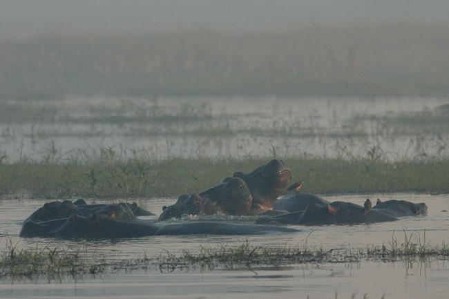 Hippos wallowing at Shumba