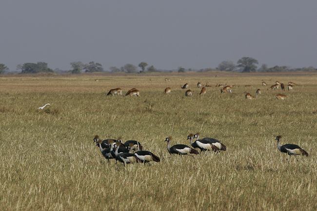 Grey Crowned Cranes and Red Lechwes