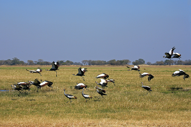 Grey Crowned Cranes at Shumba