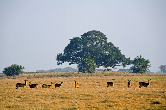 Puku antelopes on the plain at Shumba