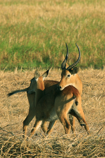 Puku antelopes