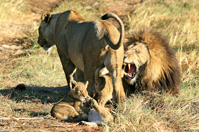 Lions at Shumba