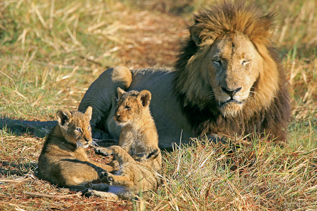 Lion cubs with their father
