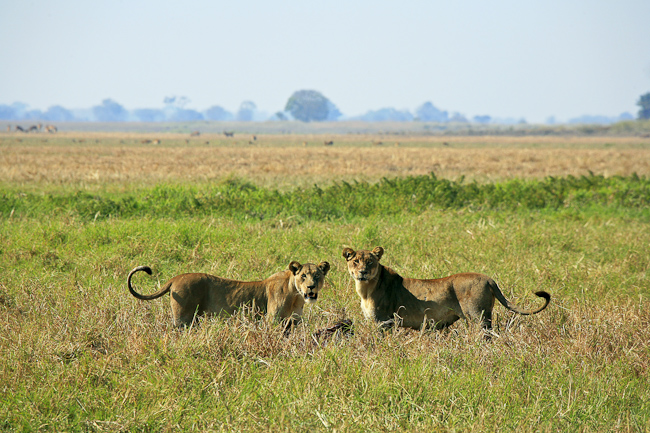 Lionesses with a fresh Puku kill