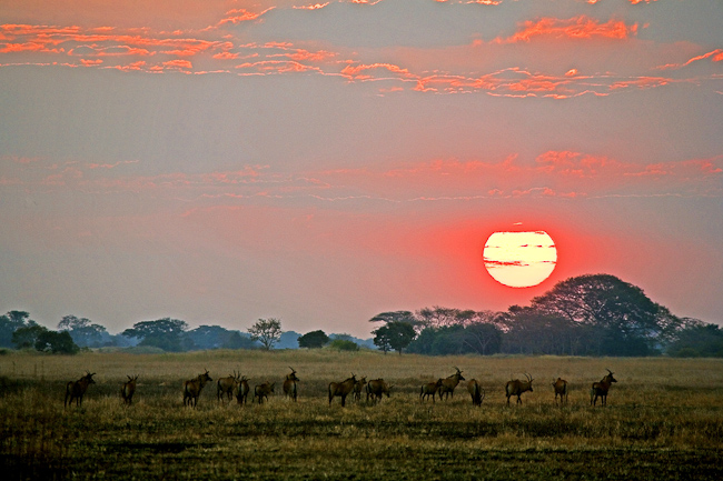 Roan antelopes at sunset