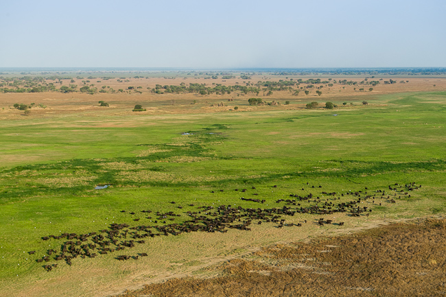 Buffalos on the Busanga plain