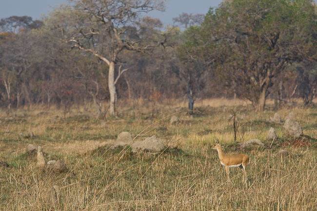 Oribi antelope