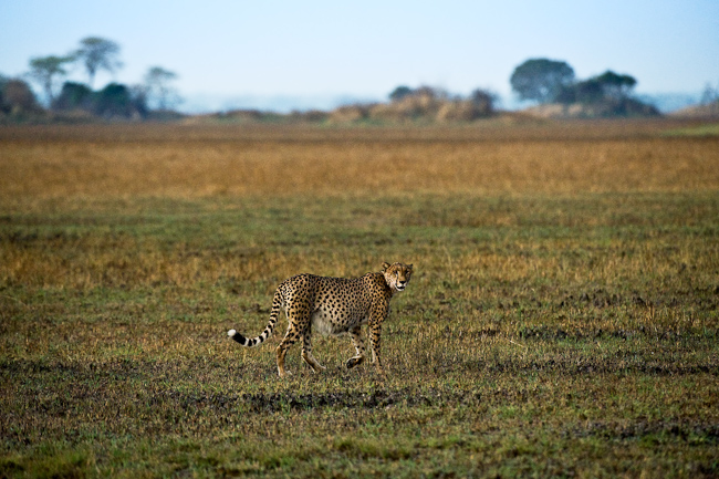 Cheetah on the move at Shumba