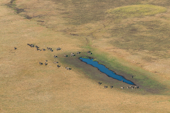 Blue Wildebeests at Shumba