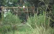 Canopy-level walkways connect the guest tree houses
