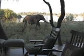 Elephant strolling past Sussi & Chuma with river in back