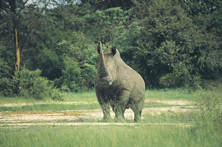 White rhinoceros, Mosi-Oa-Tunya National Park, Zambia