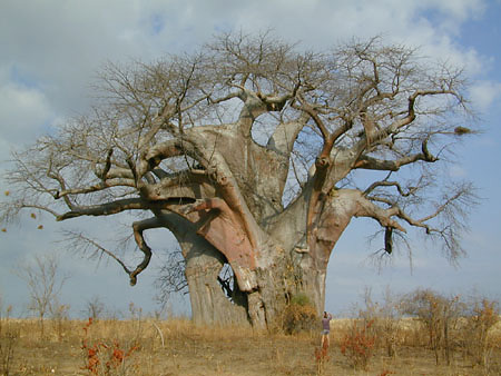 The beautiful Baobab tree, Adansonia digitata