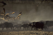 Buffalos thrive in the Luangwa Valley of Zambia