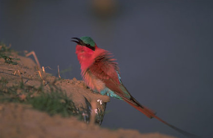 The lovely Carmine bee-eater is a common sight along the river